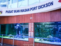 At most sections, the bypass was built under the jkr r5 road standard, allowing maximum speed limit of up to 90 km/h. Pusat Ikan Hiasan Aka Ornamental Fish Aquarium Port Dickson Thequahs Com