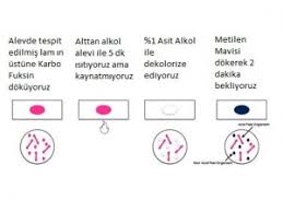 Arb Boyama Nasil Yapilir Enfeksiyon Hastaliklari