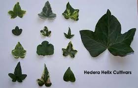 Cultivars Of Hedera Helix Hedera Helix Ivy Plant Indoor Ivy Plants