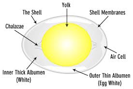 Aggregate salmonella categorization of raw chicken parts, nrte comminuted poultry, young chicken carcass and young turkey carcass establishments using moving windows; 30 Label The Parts Of An Egg Labels Database 2020