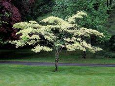 We did not find results for: 34 Best Pagoda Dogwood Ideas Pagoda Dogwood Dogwood Pagoda