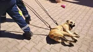 Moroccan othourities world cup is not about killing innocent animals, the  world was created for all beings to enjoy, Please stop being hostile to  innocent animals