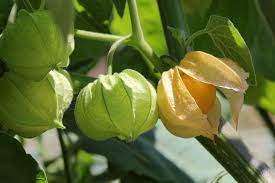 How To Grow Hundreds Of Ground Cherries Tips For Planting Cape Gooseberries