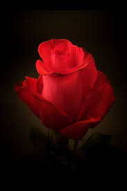 Black Background With Rose In Middle مساكم ورد Good Night Beautiful Red Roses Red Roses Beautiful Roses