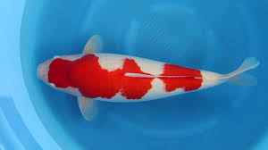 Emilo bautista has nurtured this sanke in his care for the past 2 seasons and has done a wonderful job of conditioning this koi. Momotaro Kohaku Sansai 70 Cm Female Youtube