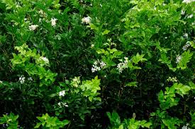 Image result for Murraya paniculata