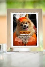 Looking for quality pet grooming in austin? 640 Creative Dog Grooming Ideas In 2021 Creative Grooming Dog Grooming Grooming