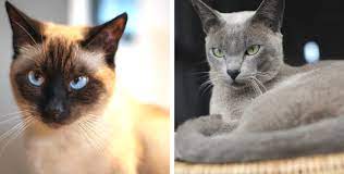 Diese 11 Katzenrassen Eignen Sich Hervorragend Fur Allergiker