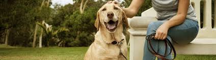 Dogs thrive under the right guidance. Therapy Dog Training And Certification Petco