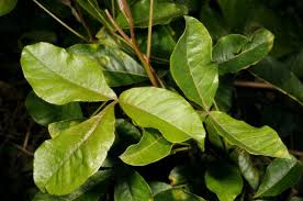 Image result for Searsia pyroides