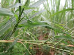 Image result for Rottboellia cochinchinensis