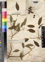 Image result for Ficus tremula