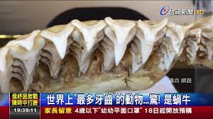 We did not find results for: ä¸–ç•Œä¸Šæœ€å¤šç‰™é½'çš„å‹•ç‰© é©š æ˜¯è¸ç‰› Youtube