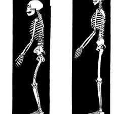 Phylogenetic analysis places the two neanderthals from the caucasus and western germany together in a clade that is distinct. Characterized By Darkness Reconsidering The Origins Of The Brutish Neanderthal Request Pdf