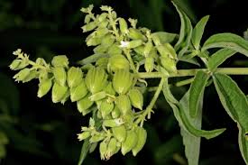 Image result for Hoslundia