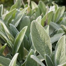 But you have to be diligent about whacking down the sprouts as soon as they appear. Byzantina Stachys Plants For Sale Lamb S Ear Free Shipping