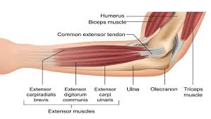 Dimitrios mytilinaios md, phd last reviewed: Forearm Muscles Bones And Anatomy Guide