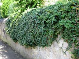 Problematisch wird es bei mietobjekten, wenn sie den efeu anpflanzen. Baumschule Eggert Blutenstraucher Baumschulen Heckenpflanzen Gemeiner Efeu Hedera Helix In Unserem Online Shop Gunstig Bestellen