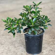 Image result for Fuirena microcarpa