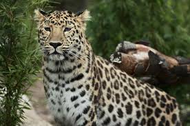 These 10 Animals May Go Extinct In Our Lifetimes Animals Endangered Animals Wild Cats