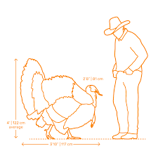 The average weight of turkey at slaughter in the us. Turkey Dimensions Drawings Dimensions Com