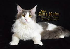 We use three different statuses to indicate the status of each kitten: Pin On Maine Coon Kittens And Cats