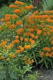Perennial Results Plant View Asclepias Tuberosa Asclepias Tuberosa Flowers That Attract Butterflies Butterfly Plants