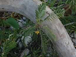 Image result for Sesbania sericea