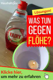 Flöhe können als blinder passagier auf dem fell ihrer haustiere oder an ihren beinen und schuhen nach einem spaziergang in die wohnung gelangen. Flohe In Der Wohnung Effektive Hausmittel Gegen Flohe Flohe In Der Wohnung Hausmittel Gegen Flohe Flohe