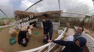Daftar tempat menarik di cameron highland. Taman Rama Rama Cameron Highland 28 Dec 2020 Youtube