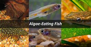 Not enough for them to survive. Best Algae Eaters For A Balanced Freshwater Aquarium Nualgi Aquarium