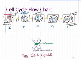 Ppt Chapter 10 Cell Growth And Division Powerpoint
