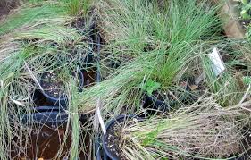 Image result for Cyperus laevigatus