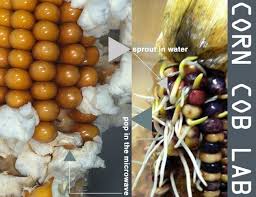 Check spelling or type a new query. 6 Thanksgiving Science Experiments You Can Do With Food