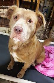 Maybe you would like to learn more about one of these? Dog For Adoption Dallas A Labrador Retriever Chow Chow Mix In Westminster Md Petfinder