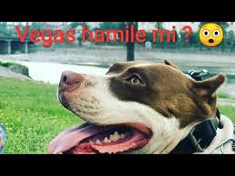 Kopegim Hamile Mi Hamile Kopek Nasil Beslenir Youtube