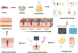 Image result for Chitosan Dressing