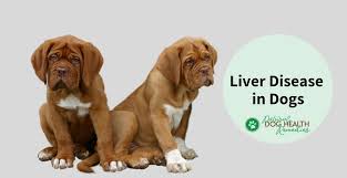 Consumption of toxic or poisonous substances; Liver Disease In Dogs Causes Symptoms Treatment
