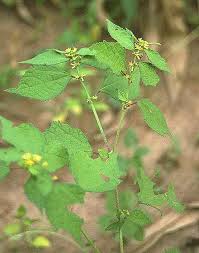 Image result for Triumfetta tomentosa