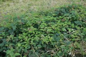 Image result for Rubus runssorensis