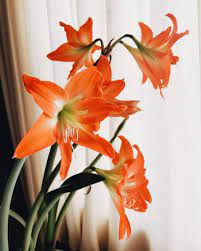 Amaryllis Meaning The Origins Of This Flower S Name And More