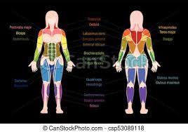 Muscle Chart Female Body Colored Muscles Black