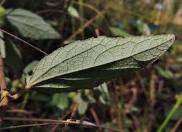 Image result for Triumfetta dekindtiana