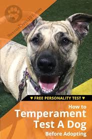 How To Temperament Test A Dog Before You Adopt Dog Training Dogs Dog Training Obedience