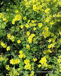 Image result for Oxalis pes-caprae