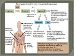 We did not find results for: Renin Angiotensin Aldosterone System