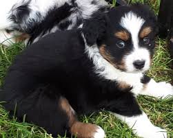 8 vérités sur le berger australien. Chiots Berger Miniature Americain A Blegny