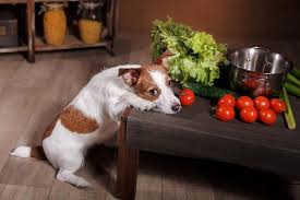 Attention Certains Legumes Pour Chien Peuvent Etre Toxiques