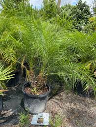 Image result for Phoenix roebelenii