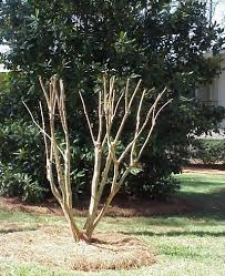 Maybe you would like to learn more about one of these? Crapemyrtle Pruning Walter Reeves The Georgia Gardener Crepe Myrtle Trees Crape Myrtle Georgia Gardening